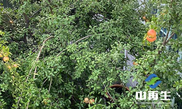 生活垃圾作為人類社會發(fā)展必然的產(chǎn)物，具有哪些特性